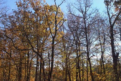 Fall Stand