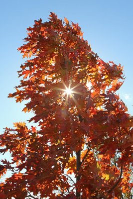 Red in the Sun