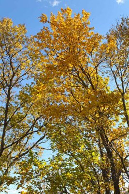 Midwest Autumn