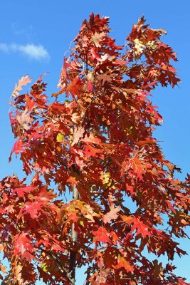 Oak in the Wind