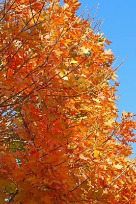 Transform to Orange