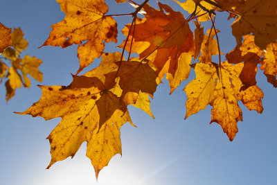 Signaled by the Sun