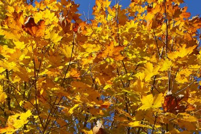 Celebrating Fall
