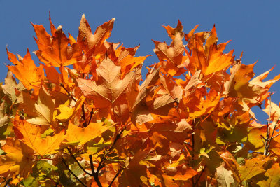 Orange Wave