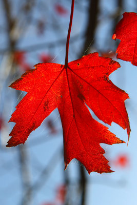 Rated Red