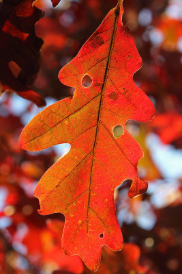 Oak in Orange