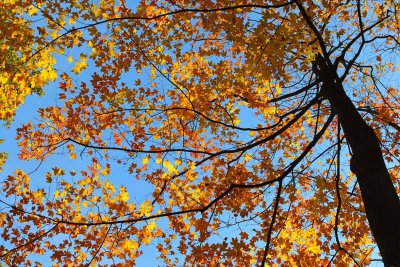Fall Floats Above