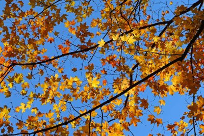 Sensing the Season 