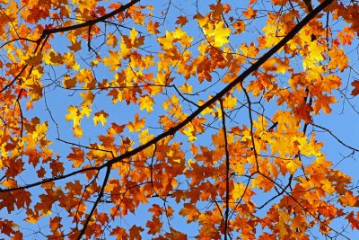 Colors in the Wind