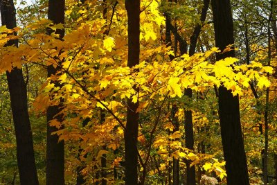 Fall Flowing In