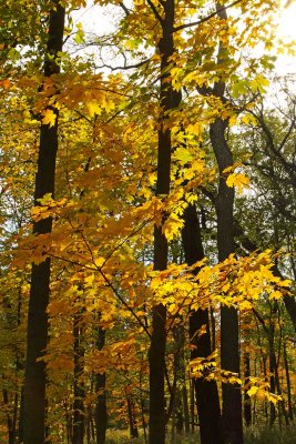 Golden Forest