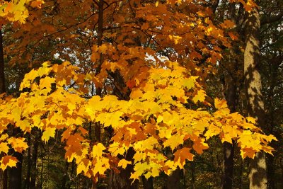 Orange in October
