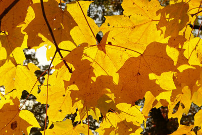 Autumn Overlap
