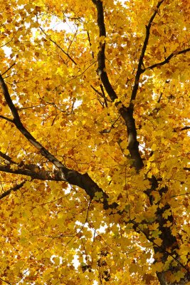Autumn at the Arboretum