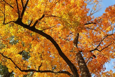  Livasious Leaves