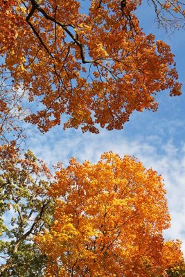 Fall Photo Bomb