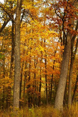 Through Two Trees