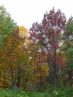 Color in the Gloom