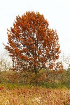 One Tree at a Time