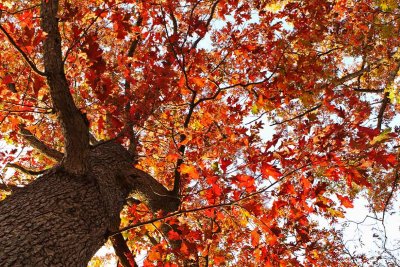 Oaktober