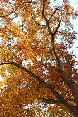 Fall's Reach