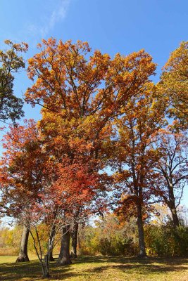 Forest Colors