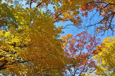 Fall Rainbow