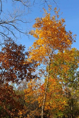 Fall in the Grove