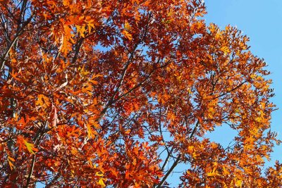 Deeply Rooted in Fall