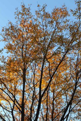 Color at Sunset