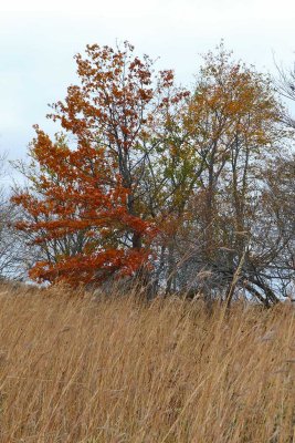 Losing Leaves