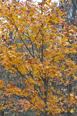 Clouded Gold