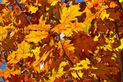 Lots of Leaves