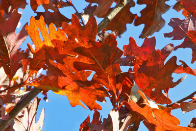 Oak Day