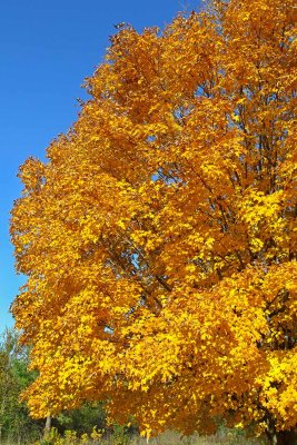 Peak Fall Color