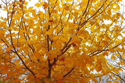 Counting Leaves