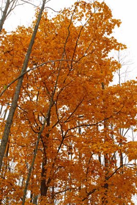 Forms of Fall