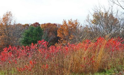 Fiery Sumac