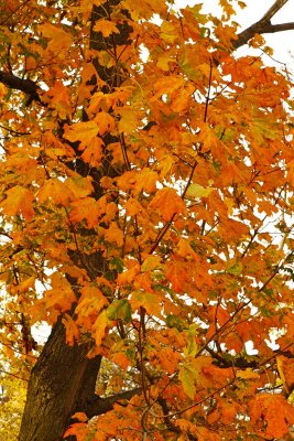 Orange Around the Trunk