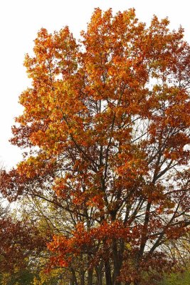 A Tree in October
