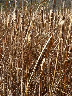 Cattails Calling