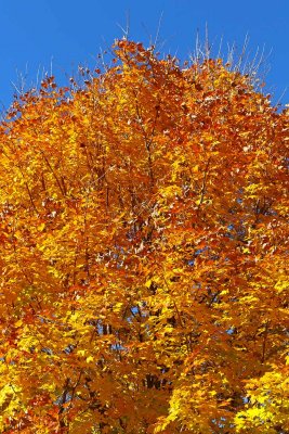 Flashy Fall