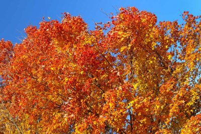 Fab Fall