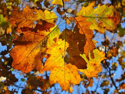 Low Oak