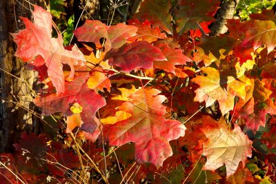 Raching Out to Autumn