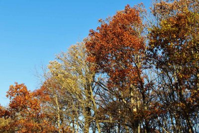Cascading Color