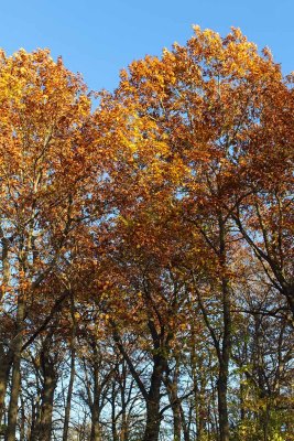 Fall Facelift 