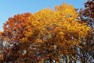 Autumn's Achievements