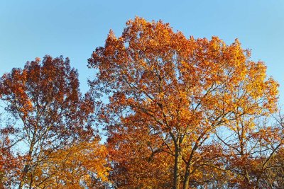 Color Before the Cold
