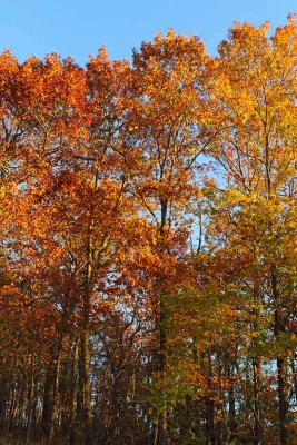Tree Trio